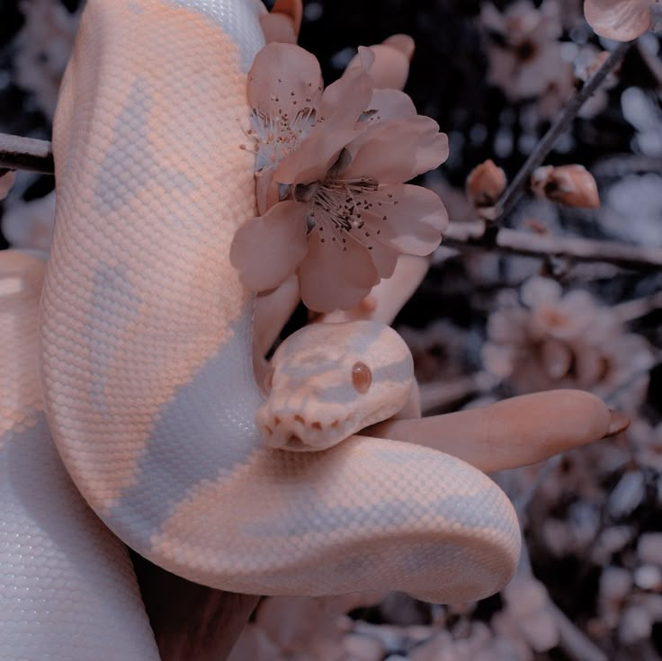 a white snake on a branch with flowers