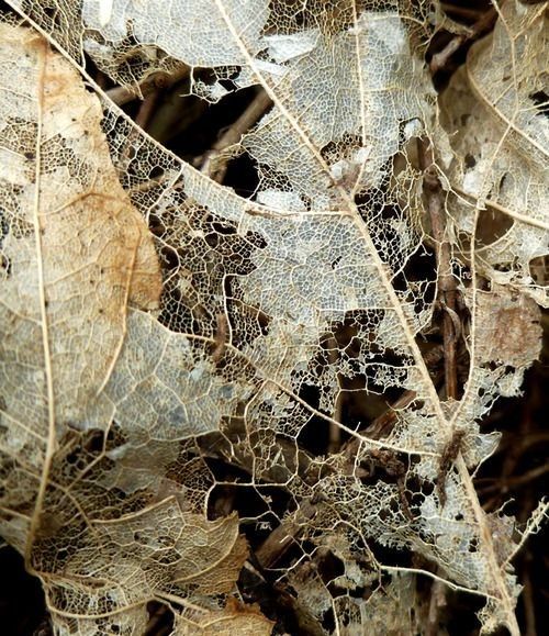 the leaves are brown and white in color, but they look like frost on them