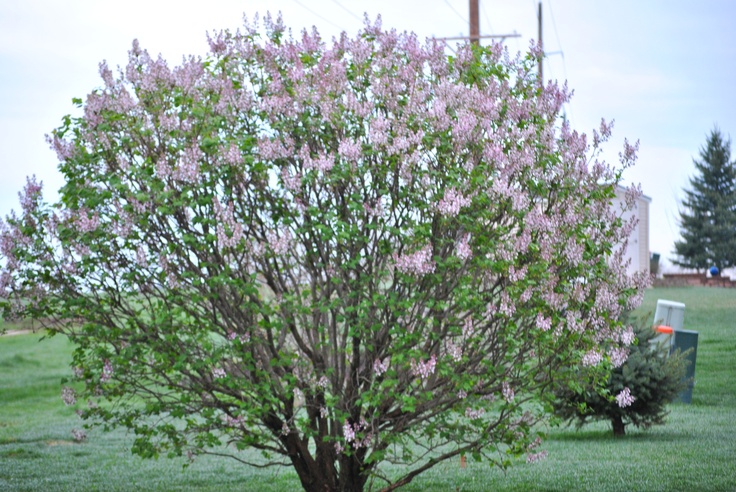 a tree with purple flowers in the middle of a grassy area next to a fire hydrant