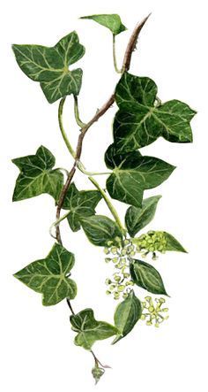 Ivy Tattoo, Holly And Ivy, Ivy Cottage, Ivy Vine, Vine Tattoos, Ivy Plants, Green Ivy, Ivy Leaf, Plant Drawing