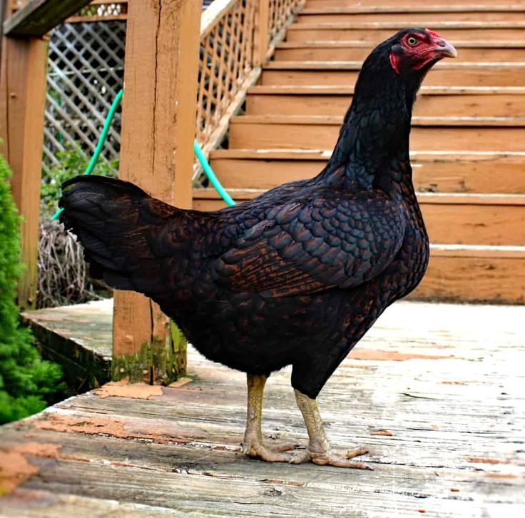 a large black chicken standing on top of a wooden porch next to steps and bushes