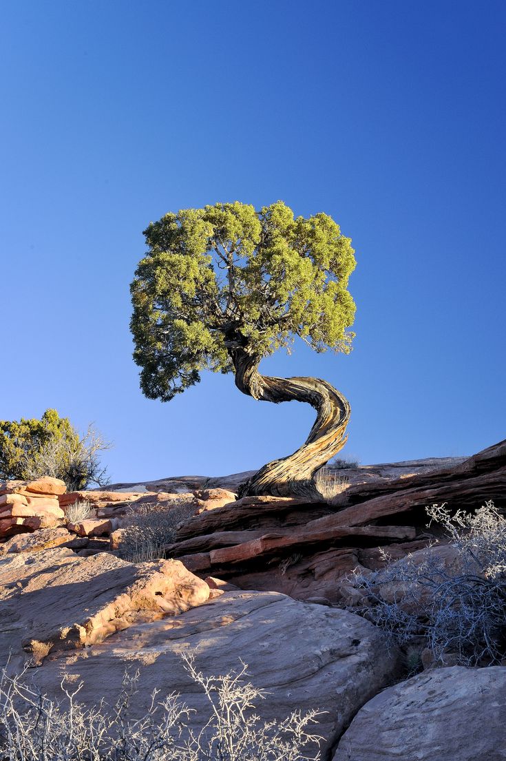 a small tree growing out of the rocks