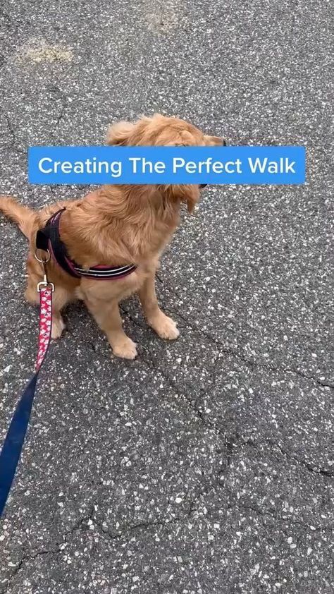 a brown dog wearing a blue leash sitting on top of a street next to a sign that says creating the perfect walk