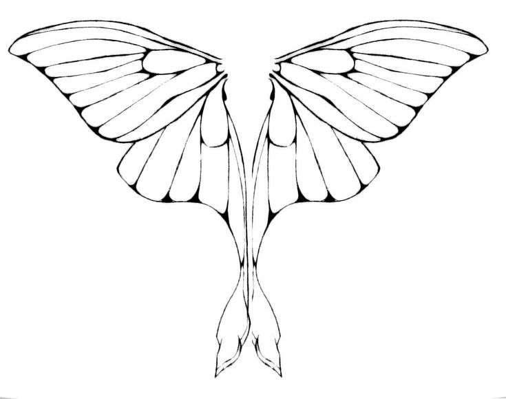 the outline of a butterfly's wings