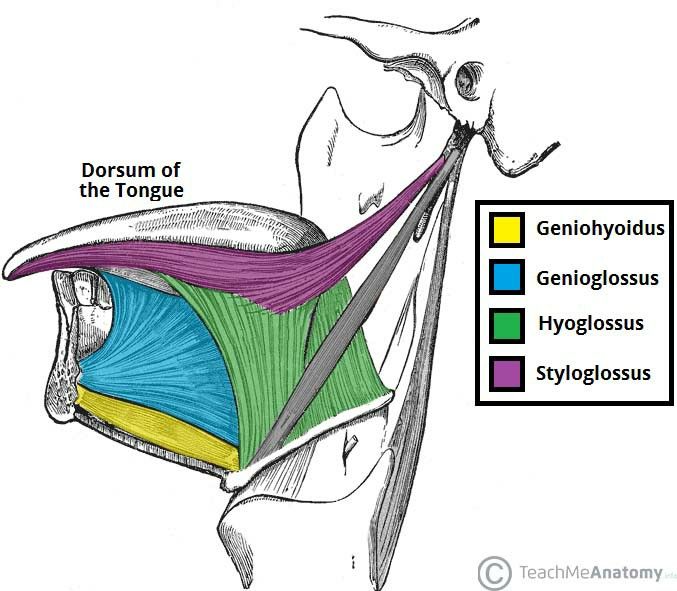 an image of the anatomy of the head and neck with labels on each side showing different areas