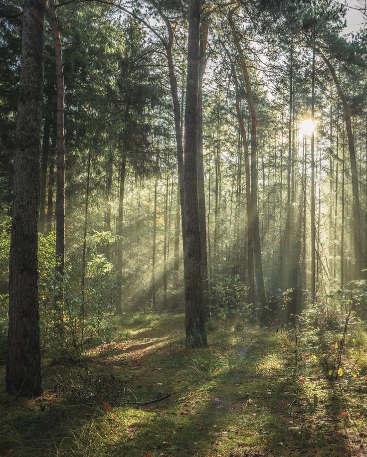 sunlight shining through the trees in a forest