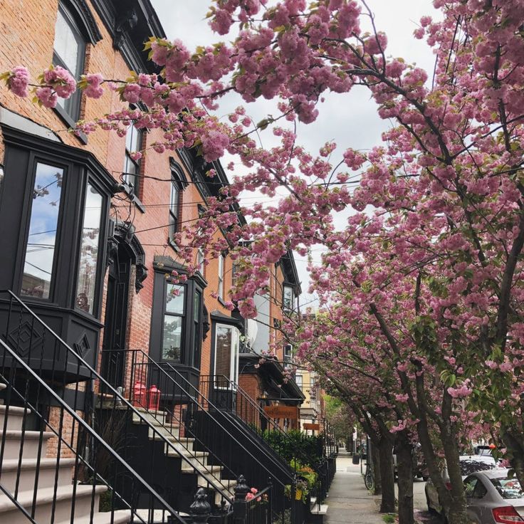 the trees are blooming along the sidewalk