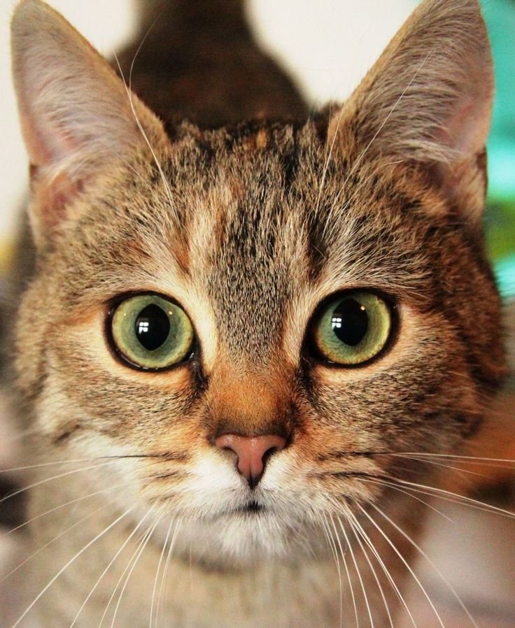 a cat with green eyes looking at the camera