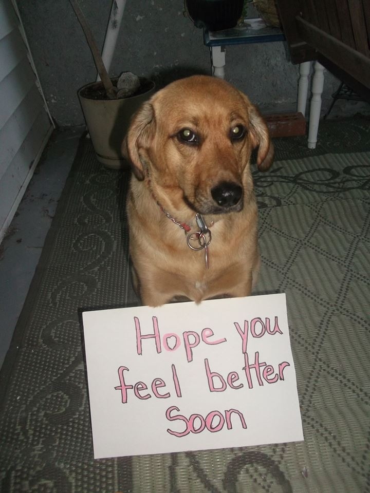 a dog sitting on the floor holding a sign that says hope you feel better soon