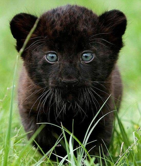 an image of a black cat with blue eyes on the twitter account for animalposts