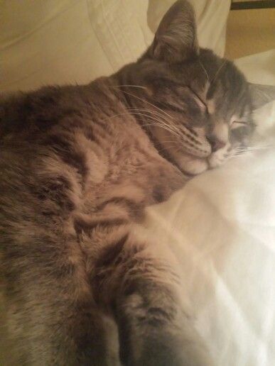 a gray and white cat sleeping on top of a bed