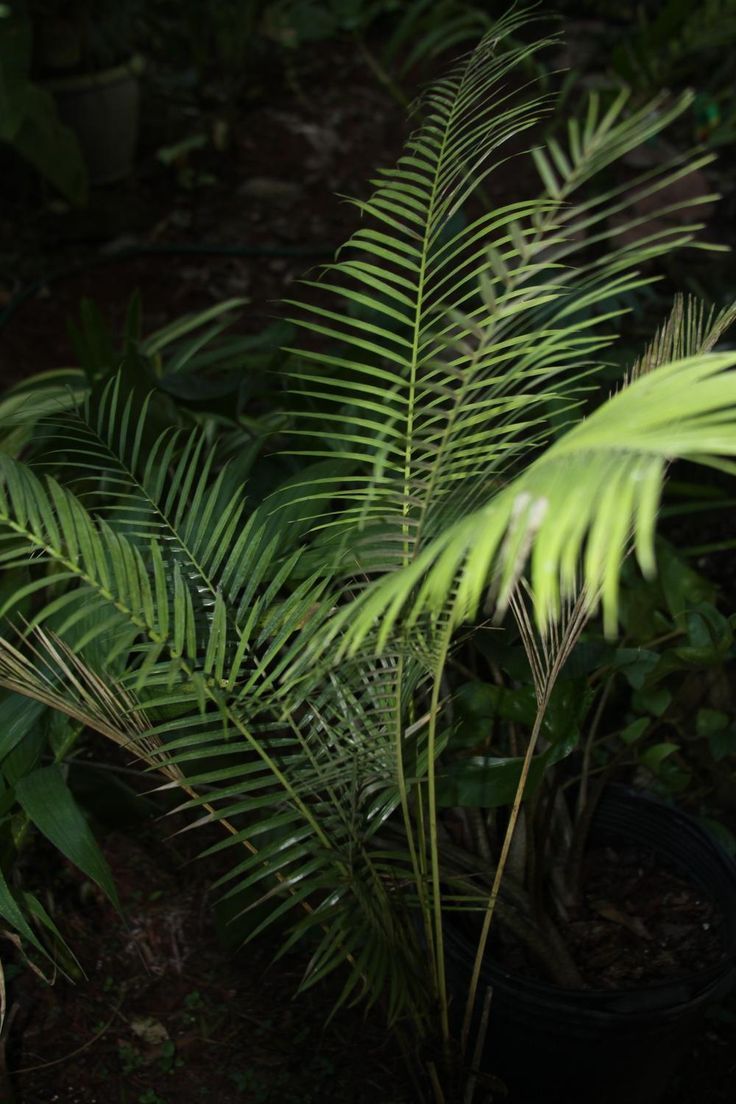 a green plant in the middle of some plants