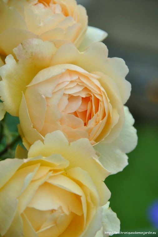 yellow roses are blooming in the garden