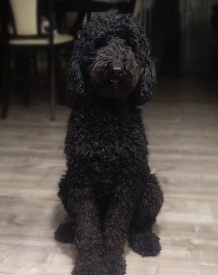 Fully grown black Goldendoodle Dog. They are sweet dogs that are incredibly sweet and smart! Black Labordoodle, Black Goldendoodle Puppy, Black Poodle Aesthetic, Black Goldendoodle Haircuts, Big Poodle Dogs, Black Mini Goldendoodle, Golden Doodle Black, Goldendoodle Aesthetic, Black Golden Doodle