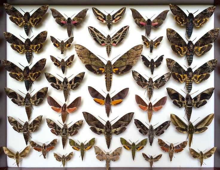 a group of moths sitting on top of a white wall