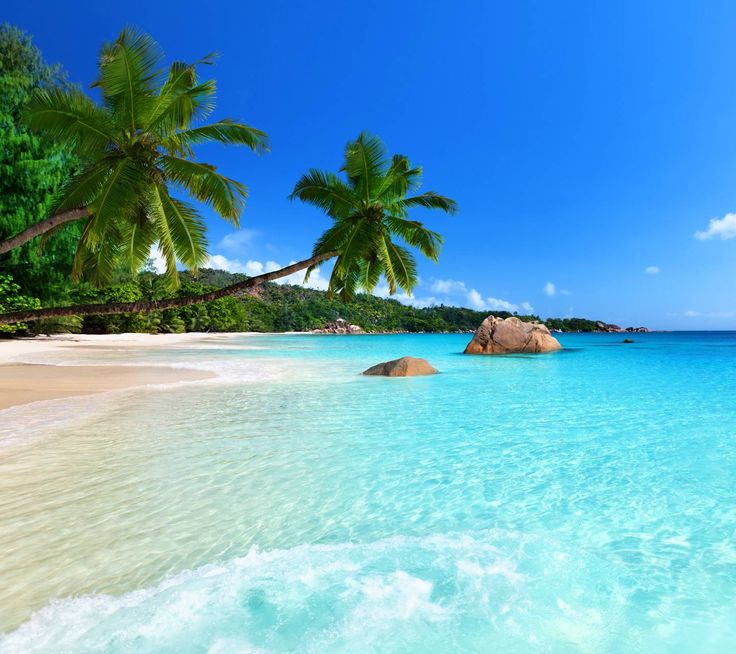 the water is crystal blue and clear with palm trees in the foreground, and an island on the far side