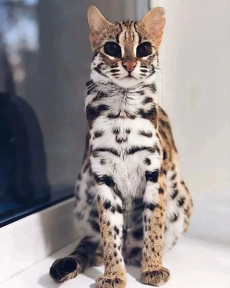 a brown and black cat sitting on top of a white counter next to a window