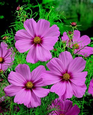 some pink flowers are growing in the grass