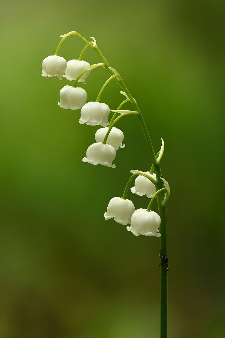 a plant with white flowers in front of a green background