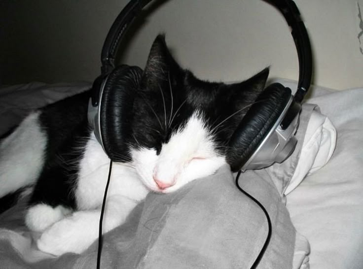 a black and white cat laying on top of a bed with headphones around it's neck