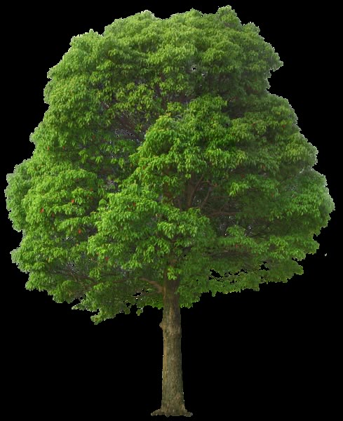 a large tree with green leaves on it's trunk and branches, against a white background