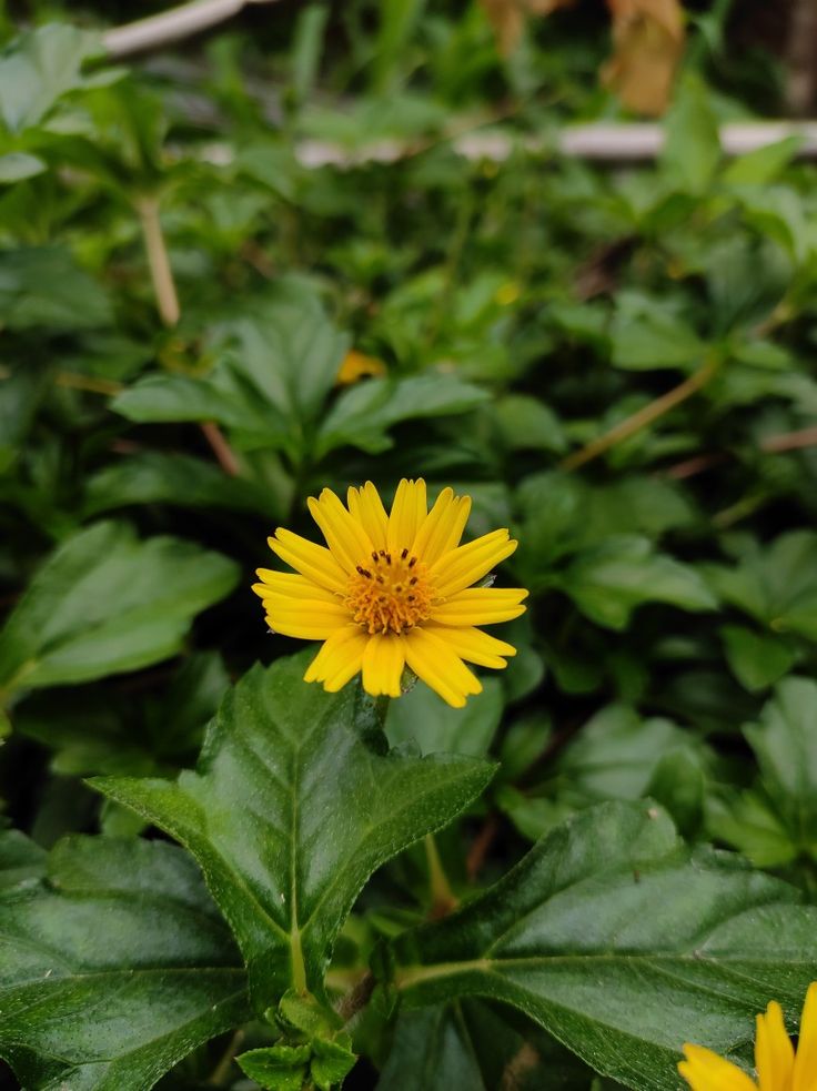 Flowers Simple Dance, Hot Images, Yellow Sunflower, Home Flowers, Yellow Flower, Yellow Flowers, Beautiful Nature, Beautiful Flowers, Collage