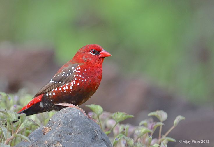 a red bird sitting on top of a rock next to green grass and bushes in the background