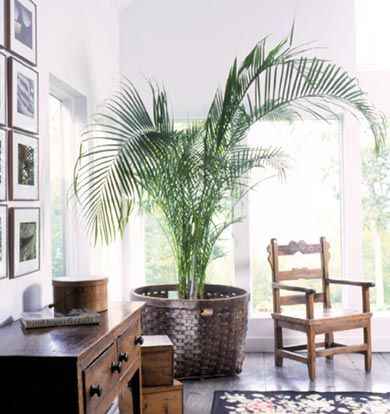 a potted plant sitting on top of a wooden table next to a chair and window