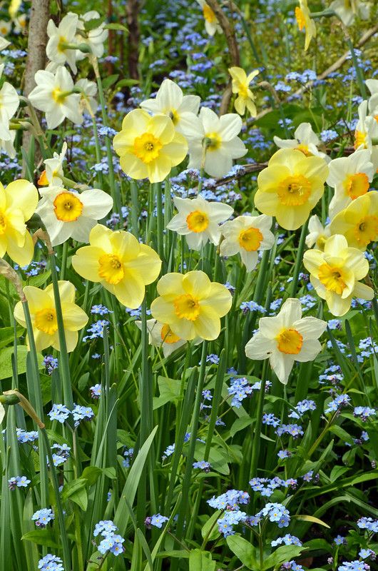 many yellow and blue flowers are in the grass