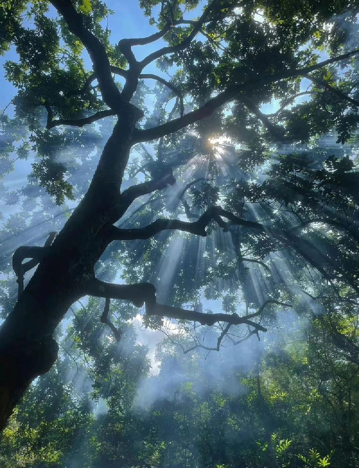 the sun shines through the canopy of a tree