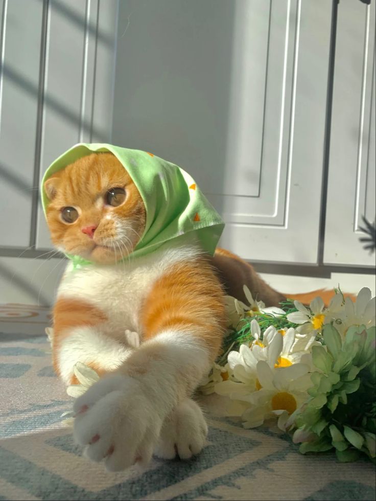 an orange and white cat wearing a green hoodie sitting next to some daisies