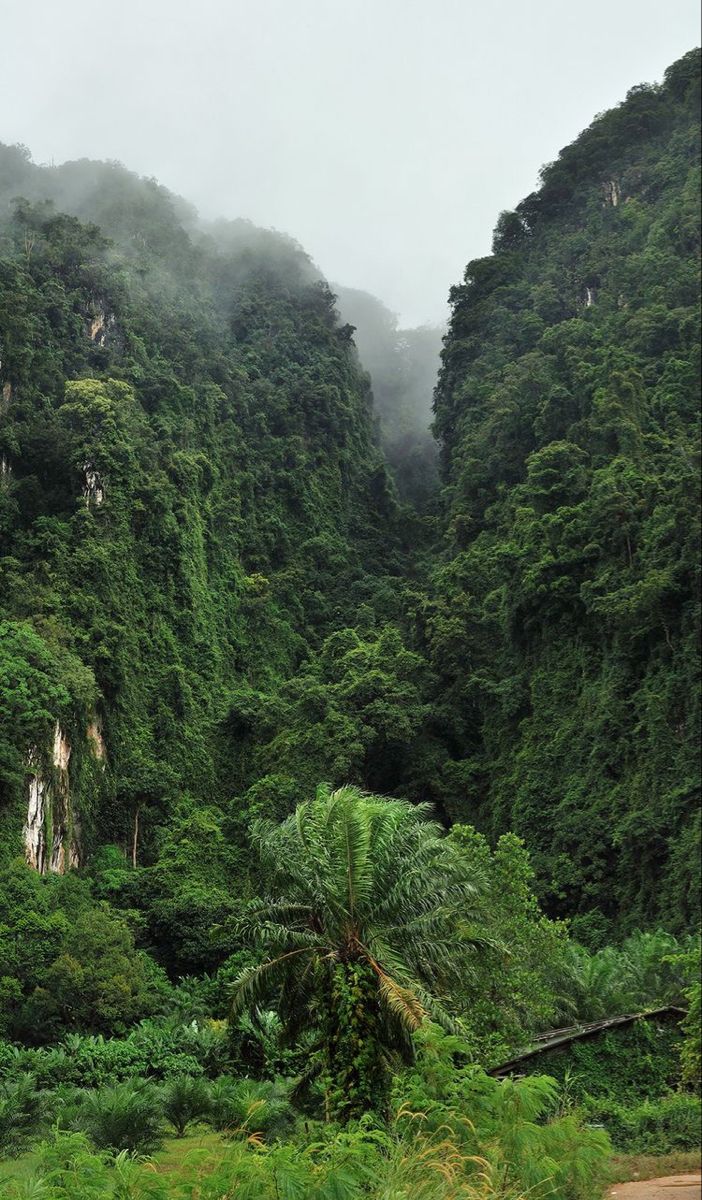 a train traveling through a lush green forest filled with trees and bushes on the side of a road