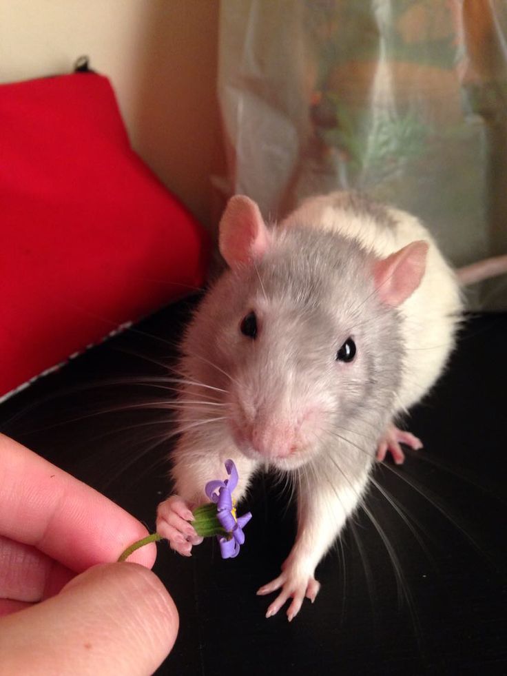 a person holding a small rodent in their hand