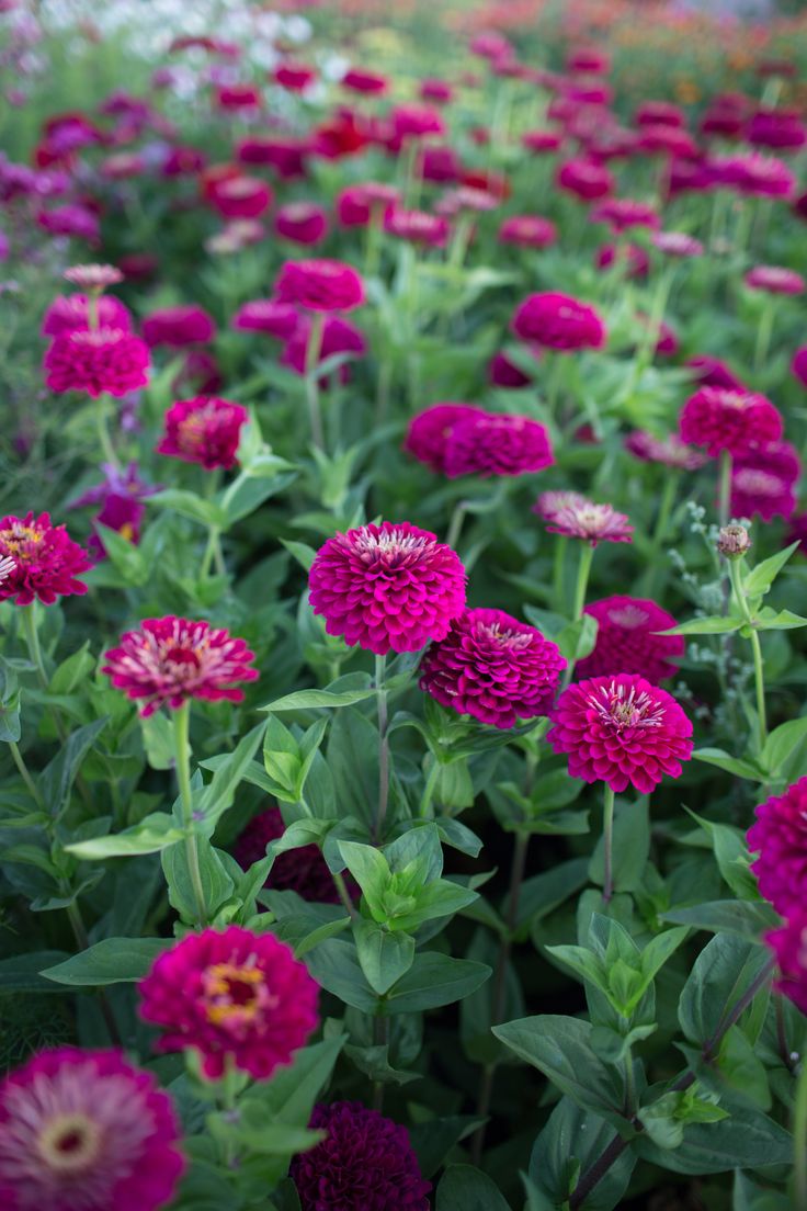 many pink flowers are growing in the field