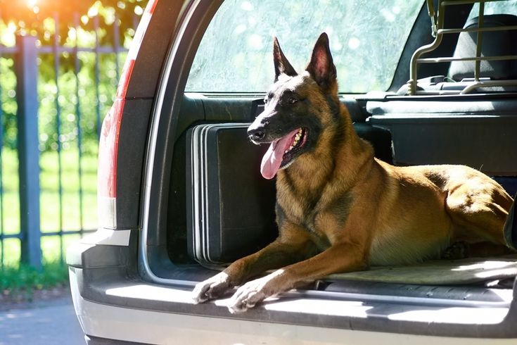 a dog laying down in the back of a truck with its tongue out and his head hanging out