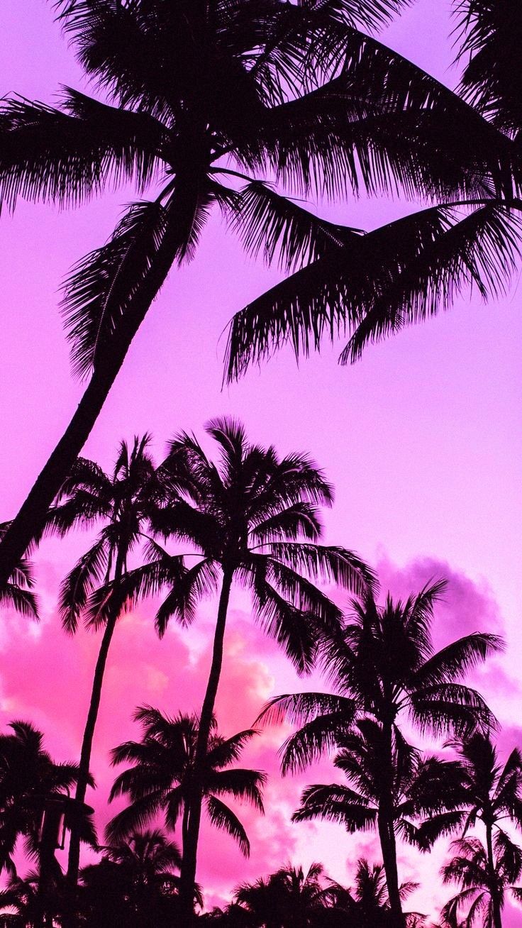 pink sky with palm trees silhouetted against the dark, cloudy sky in this photo