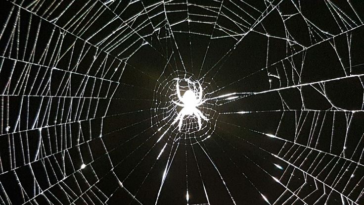 the inside of a spider web at night