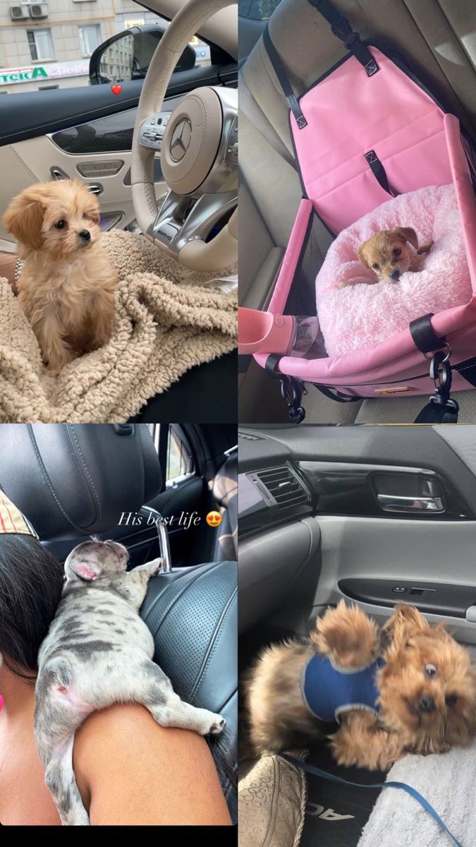 four different pictures of dogs in cars with blankets on their backs and one dog sitting inside the car seat