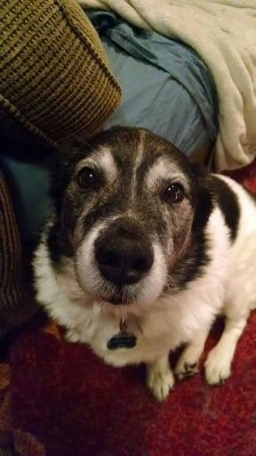 a close up of a dog sitting on the floor