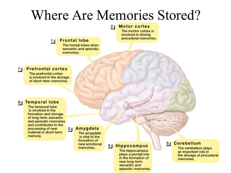 a diagram of the human brain with different parts labeled in it, including the cerebra