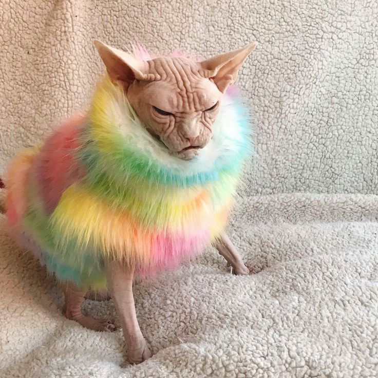 a cat wearing a colorful coat on top of a couch