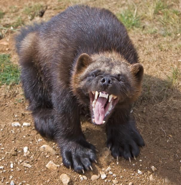 a large brown bear standing on top of a dirt field with its mouth wide open