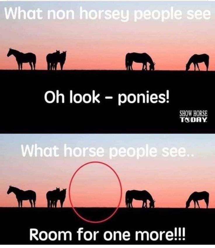 two pictures with horses in the background and one saying, what no horsey people see oh look - ponies