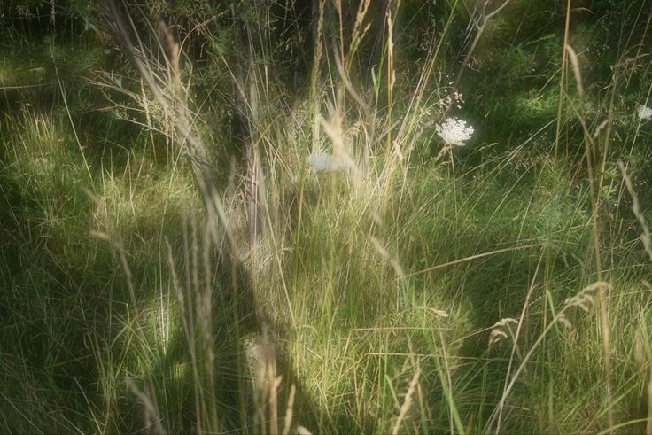 some tall grass and flowers in the woods