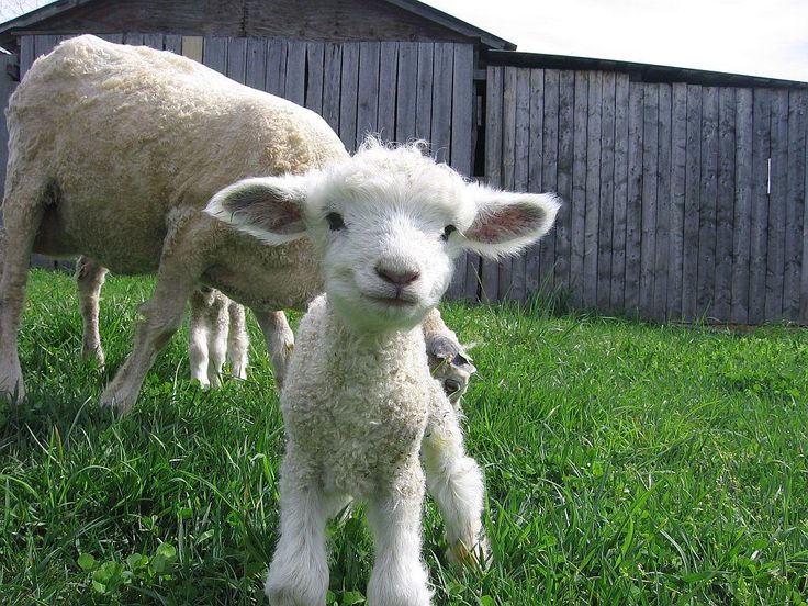 two baby sheep standing next to each other on a lush green field in front of a wooden fence