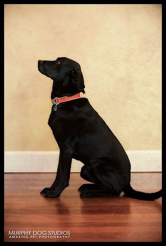 a black dog sitting on top of a hard wood floor next to a beige wall