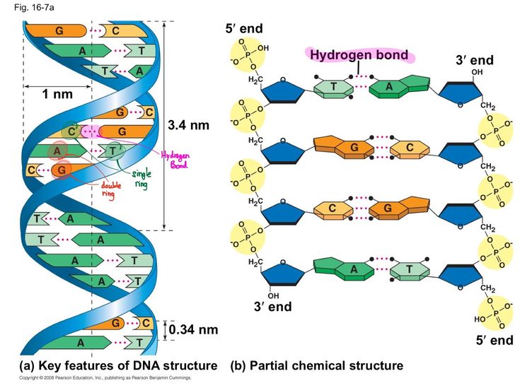 the diagram shows how different types of structures are present