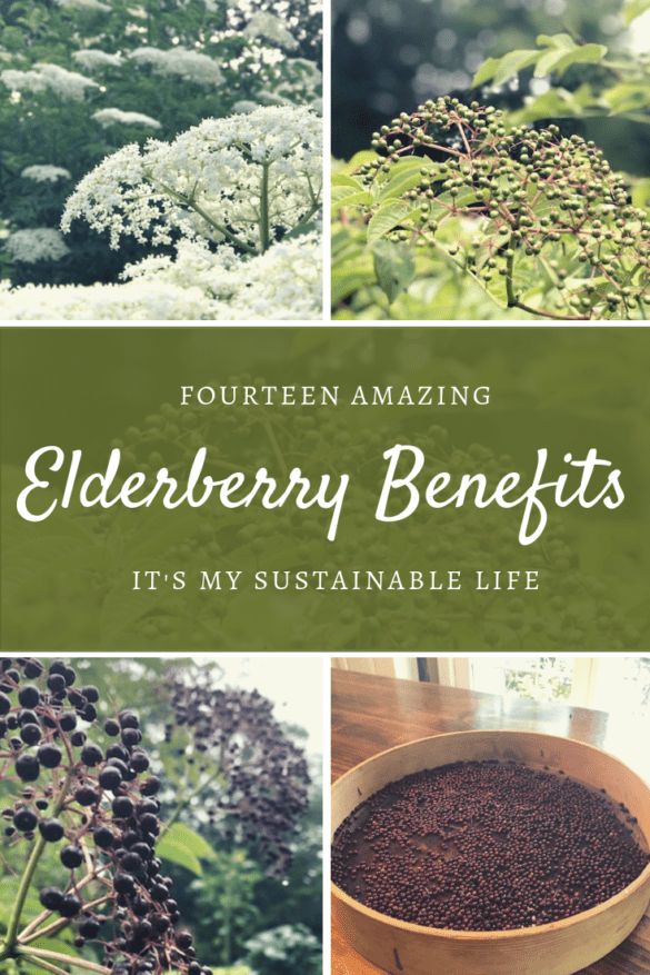 elderberry benefits it's my sustainable life