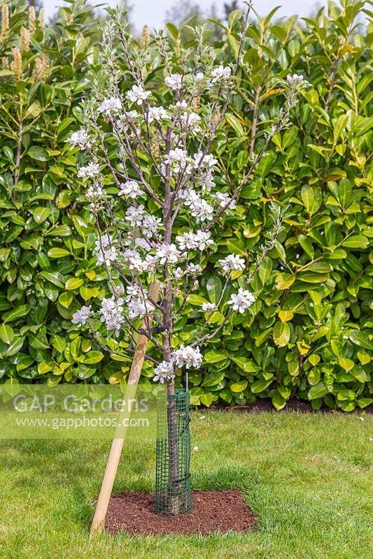 a small tree with white flowers in a garden