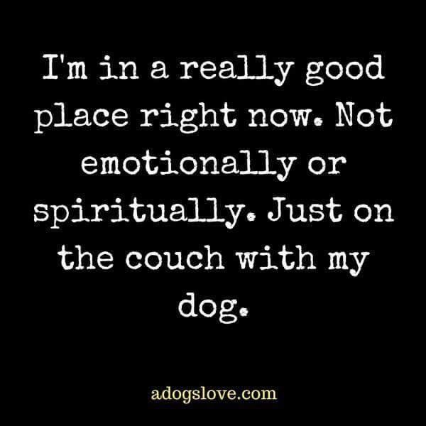 Dogs Quotes, Happy National Dog Day, Now Quotes, Animal Quotes, Dog Quotes, A Quote, Training Tips, My Dog, I Love Dogs